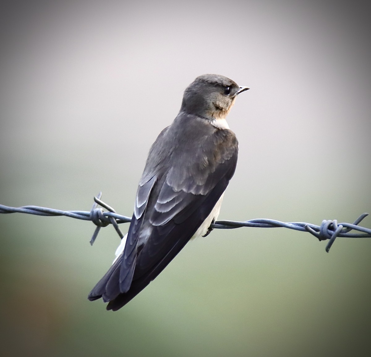 Southern Rough-winged Swallow - Francisco Jaramillo