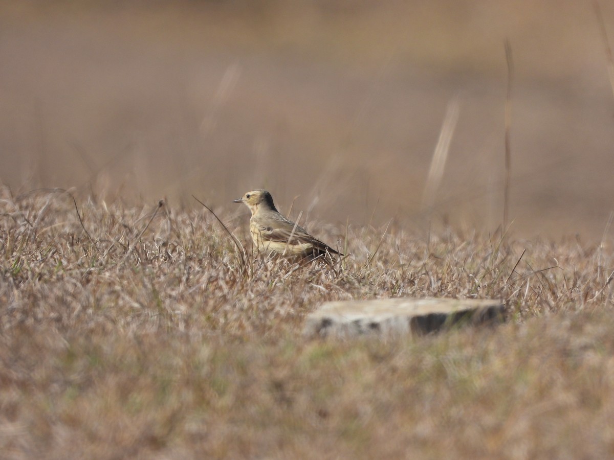 American Pipit - Osvaldo Balderas San Miguel