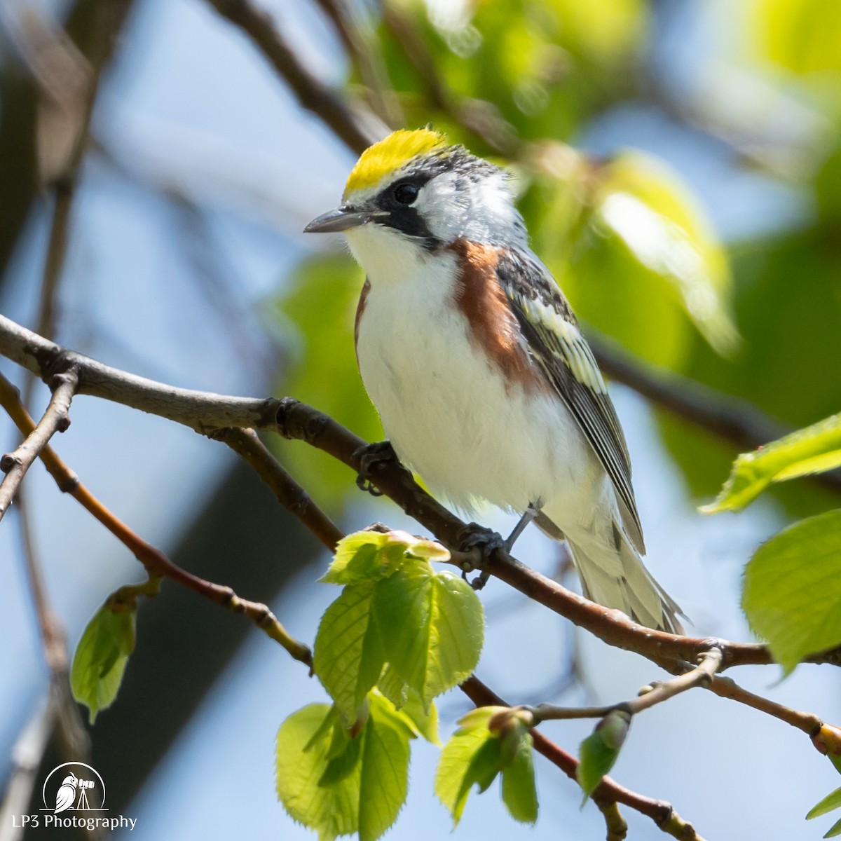 Chestnut-sided Warbler - ML619113246