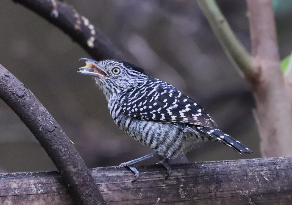 Barred Antshrike (Barred) - Suzana Arakaki