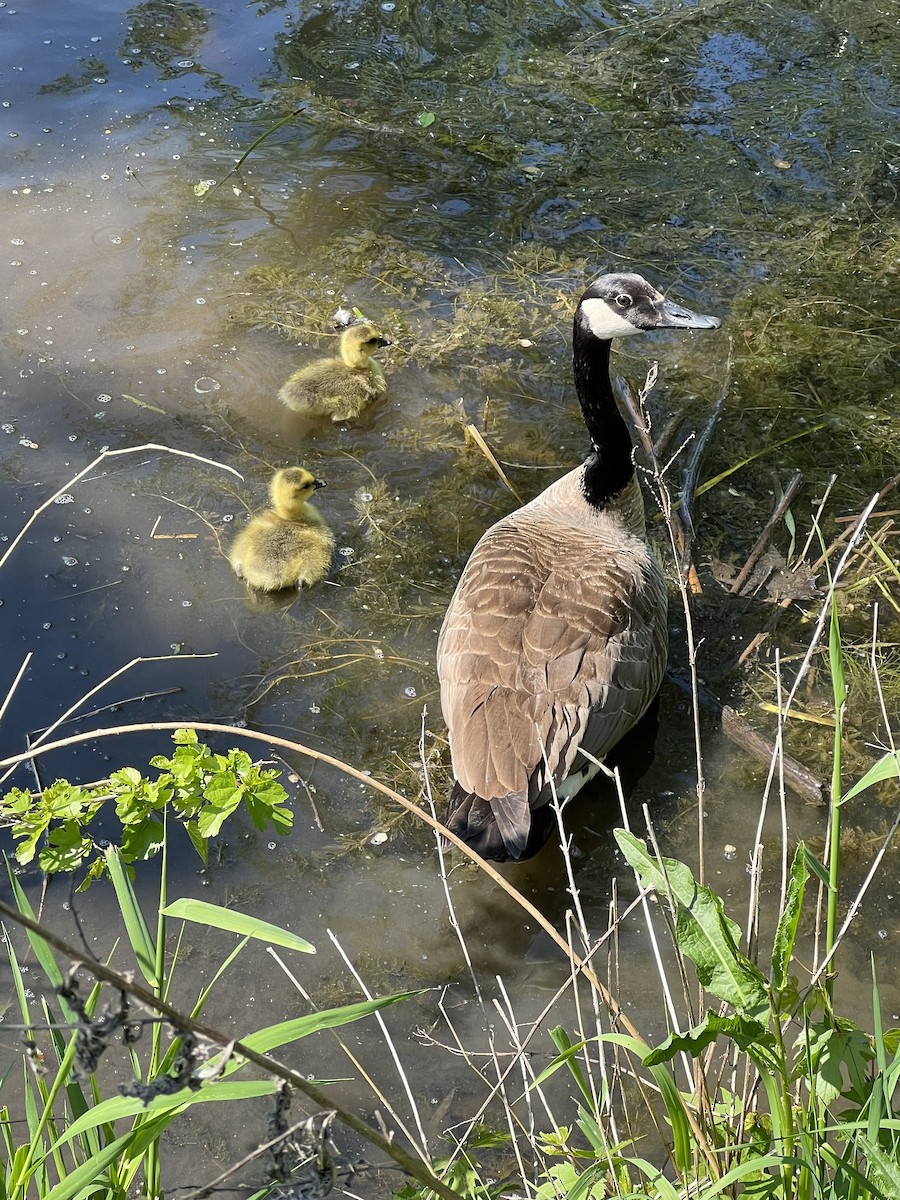 Canada Goose - Patricia Deventer