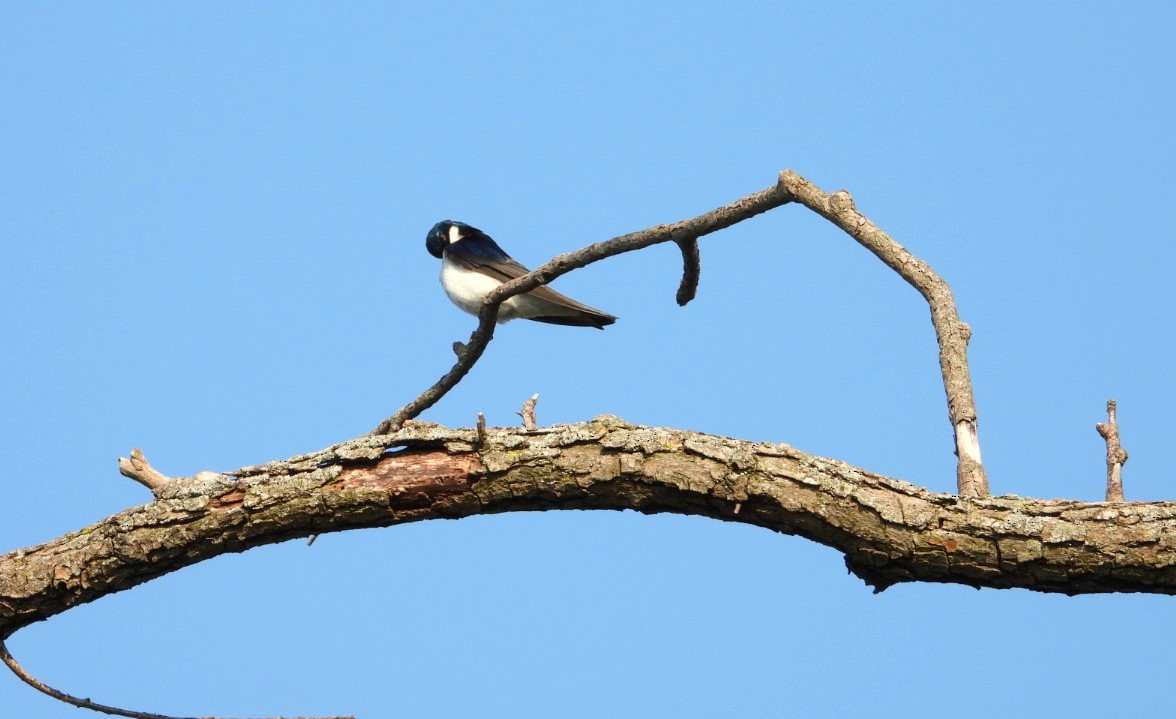 Tree Swallow - Terry Ansel
