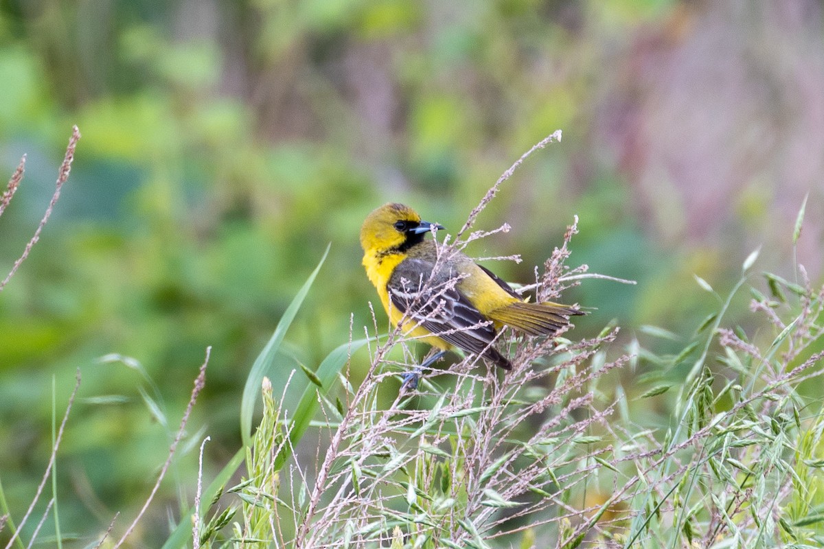 Orchard Oriole - ML619113269