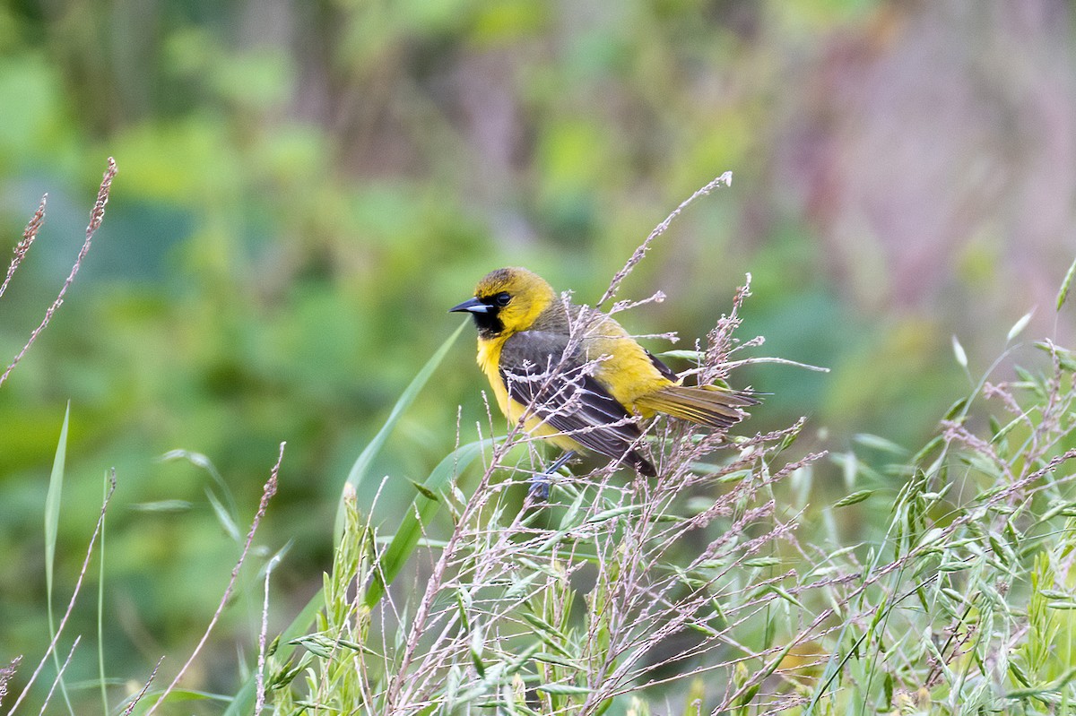 Orchard Oriole - ML619113270