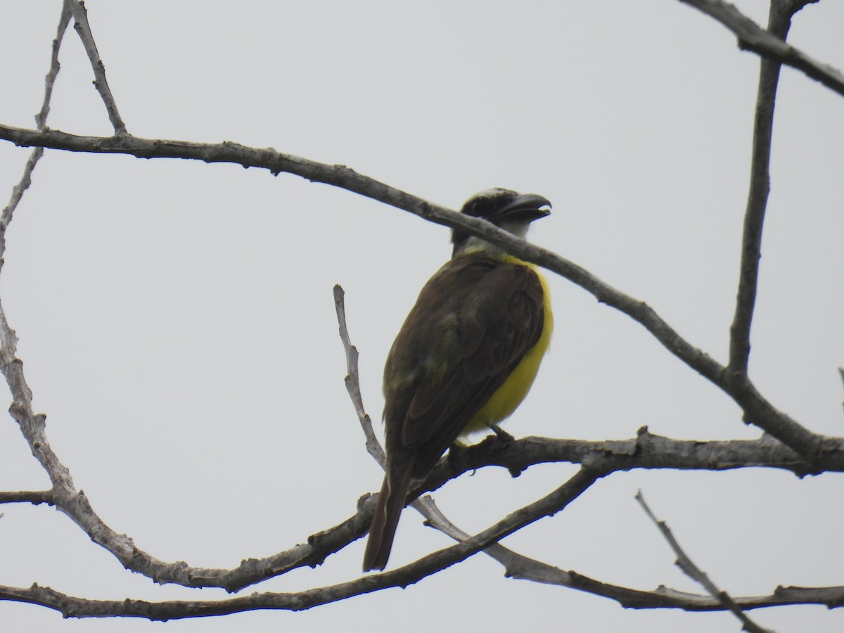 Boat-billed Flycatcher - Eduardo Rafael  Lázaro Arroyo