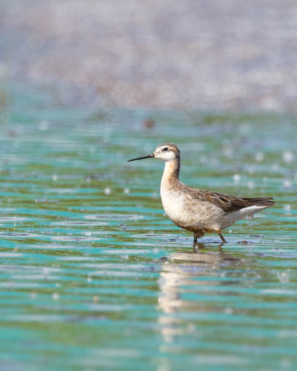 Wilson's Phalarope - Andy DeBroux