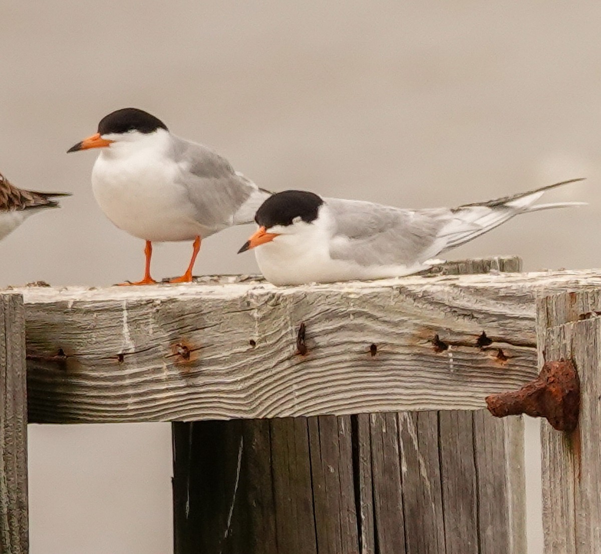 Forster's Tern - Kathleen Horn