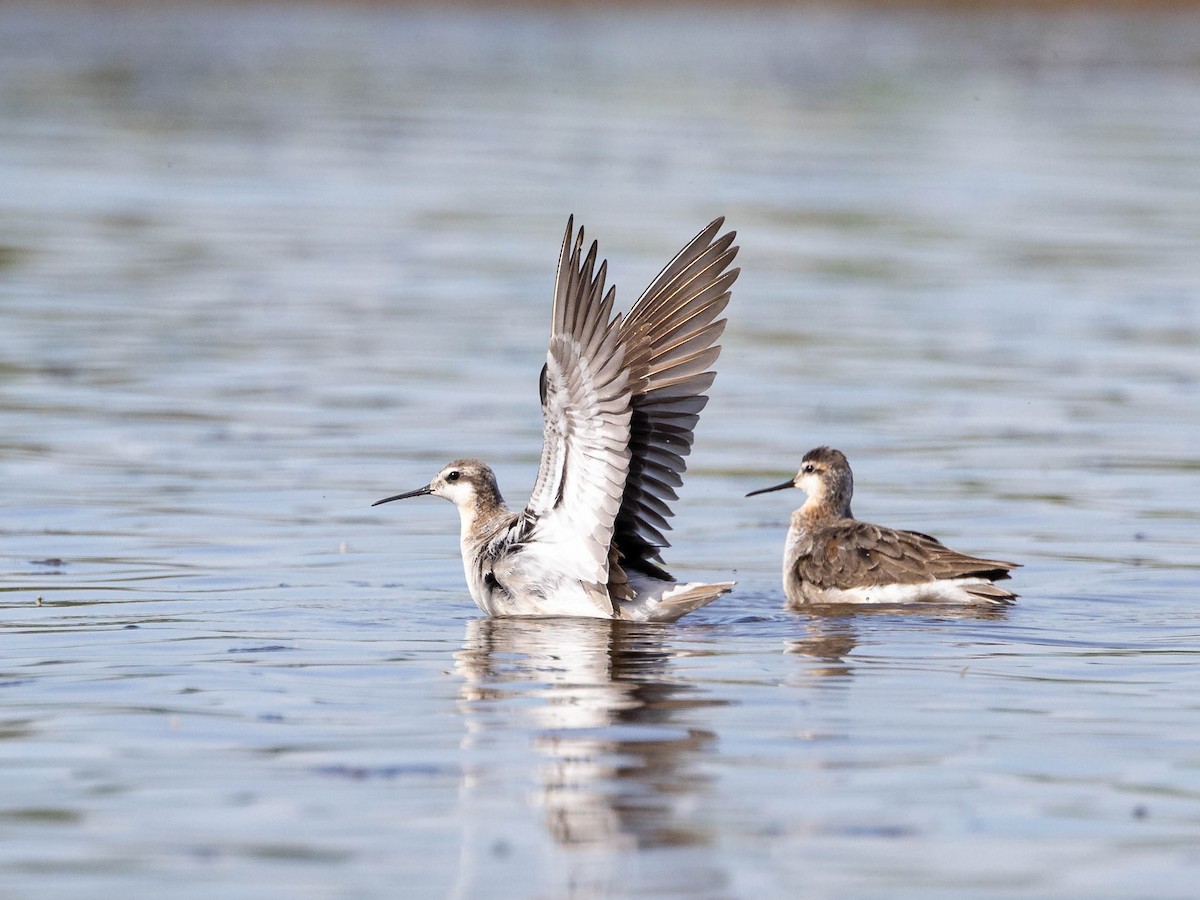 Wilson's Phalarope - Andy DeBroux