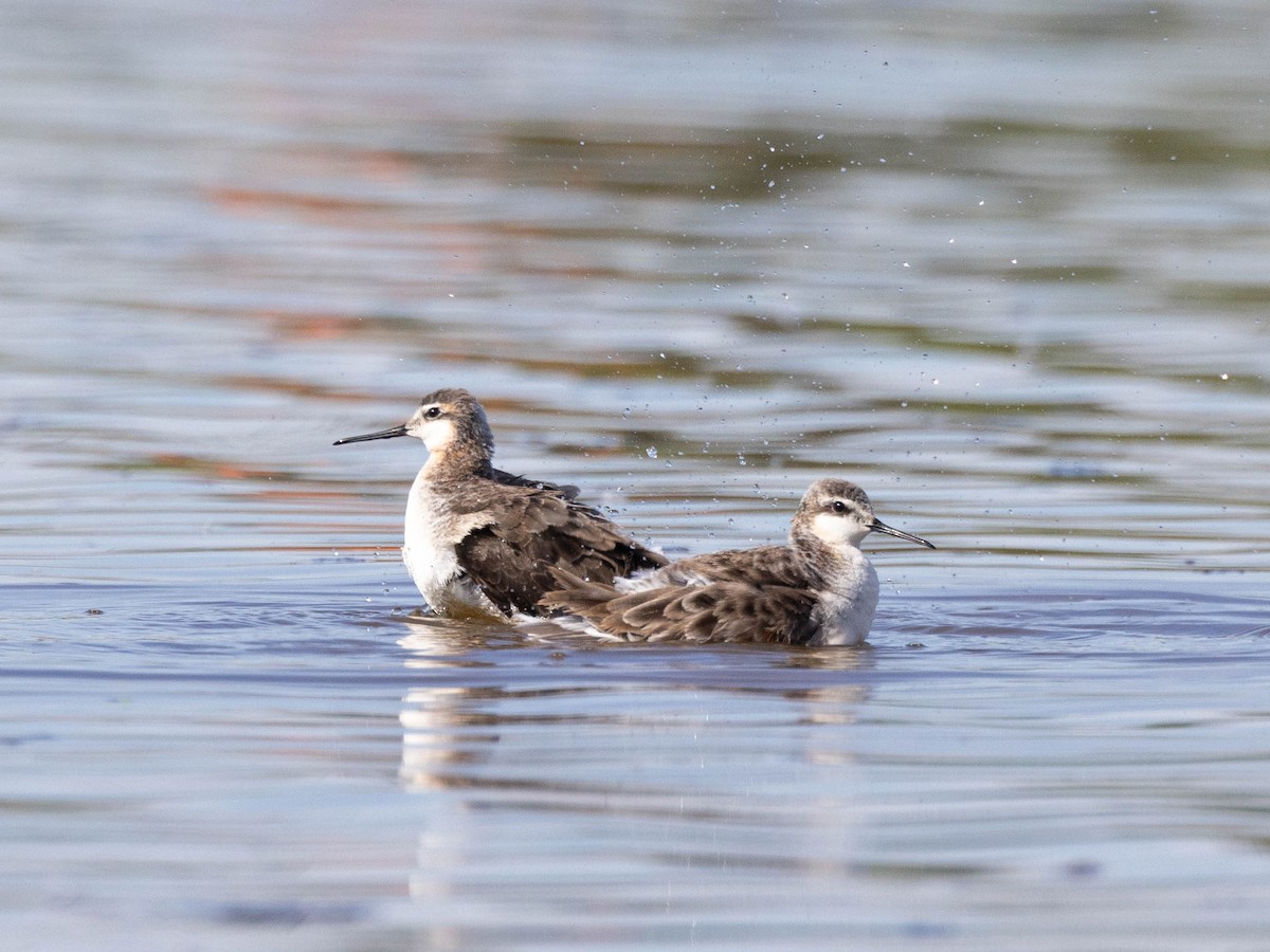 Wilson's Phalarope - Andy DeBroux