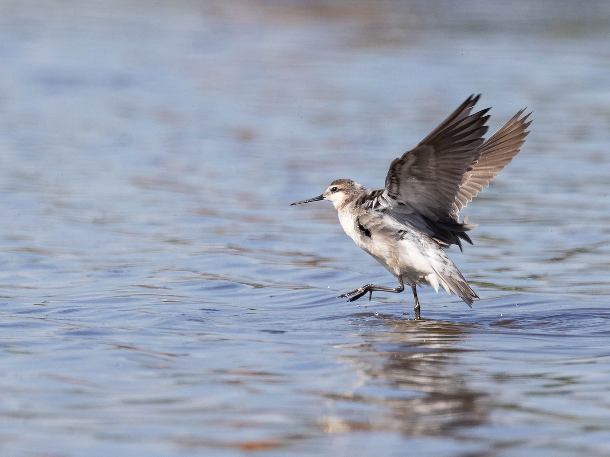 Wilson's Phalarope - Andy DeBroux