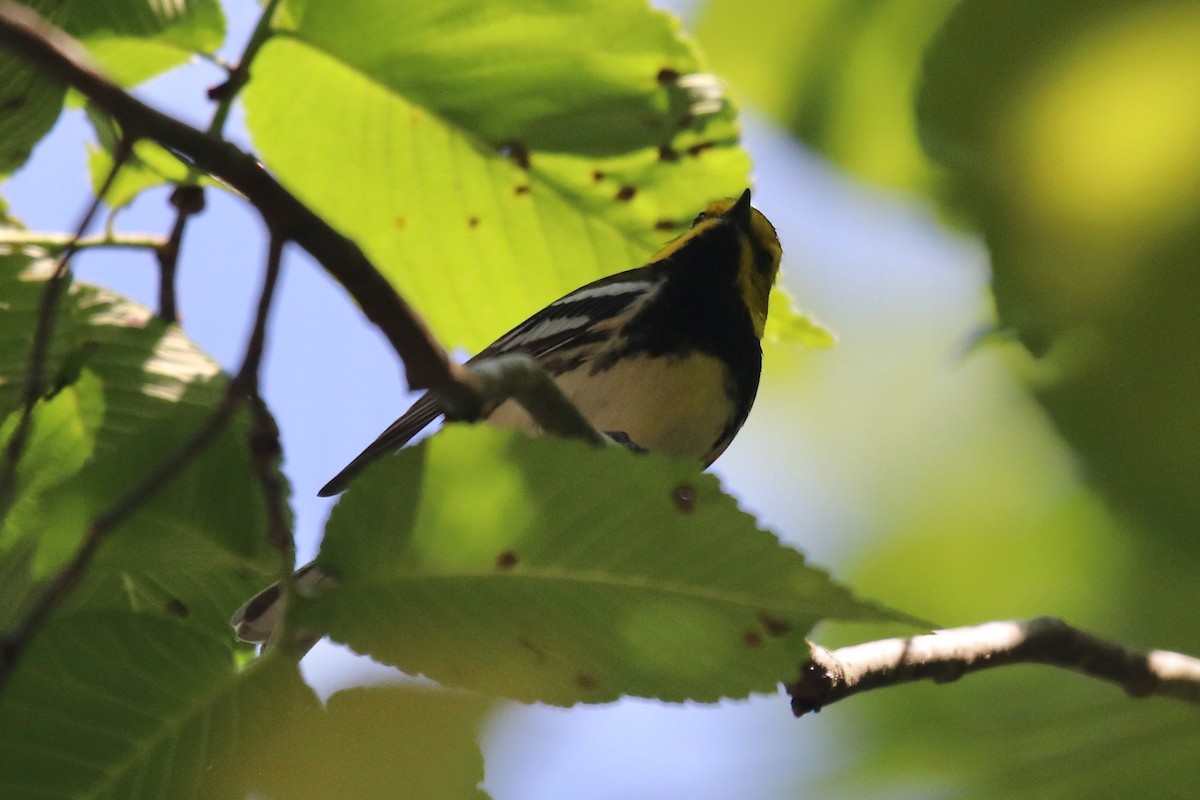Black-throated Green Warbler - Eric DeFonso 🦑