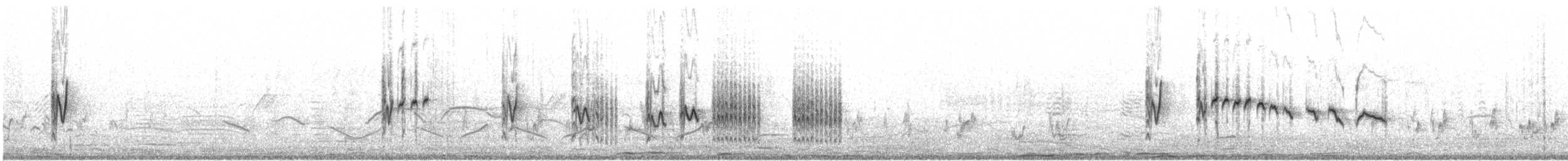 pěnička šedohřbetá (ssp. brachyura/carnapi) - ML619113312