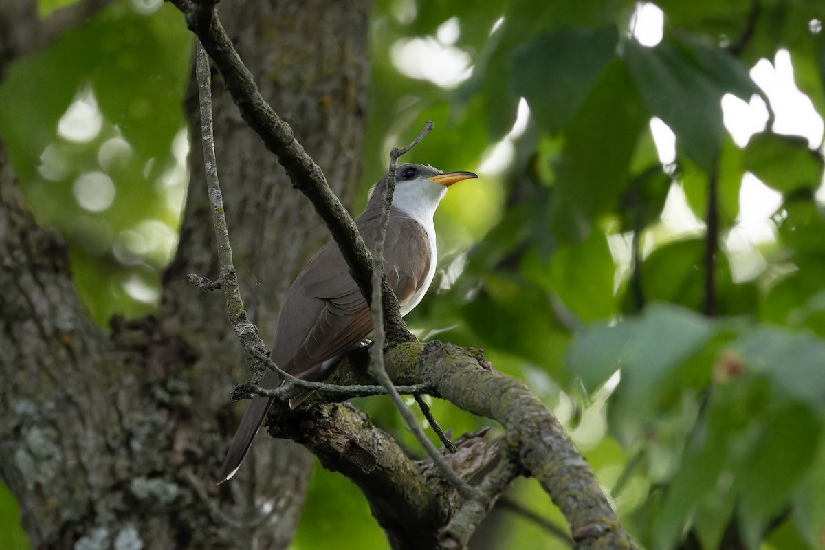 Yellow-billed Cuckoo - ML619113313