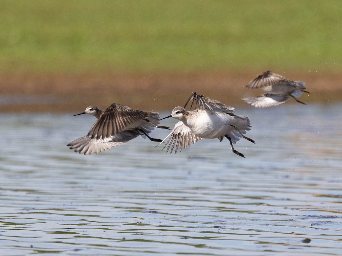 Wilson's Phalarope - Andy DeBroux