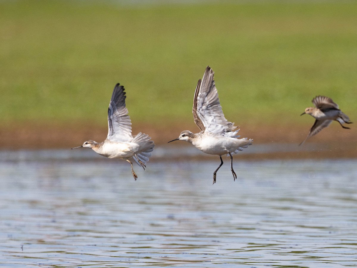 Wilson's Phalarope - Andy DeBroux