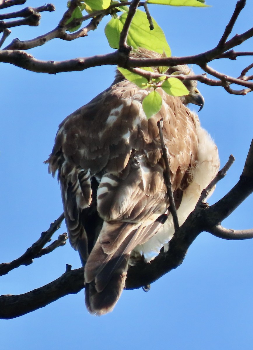 Red-shouldered Hawk - Randy Shonkwiler