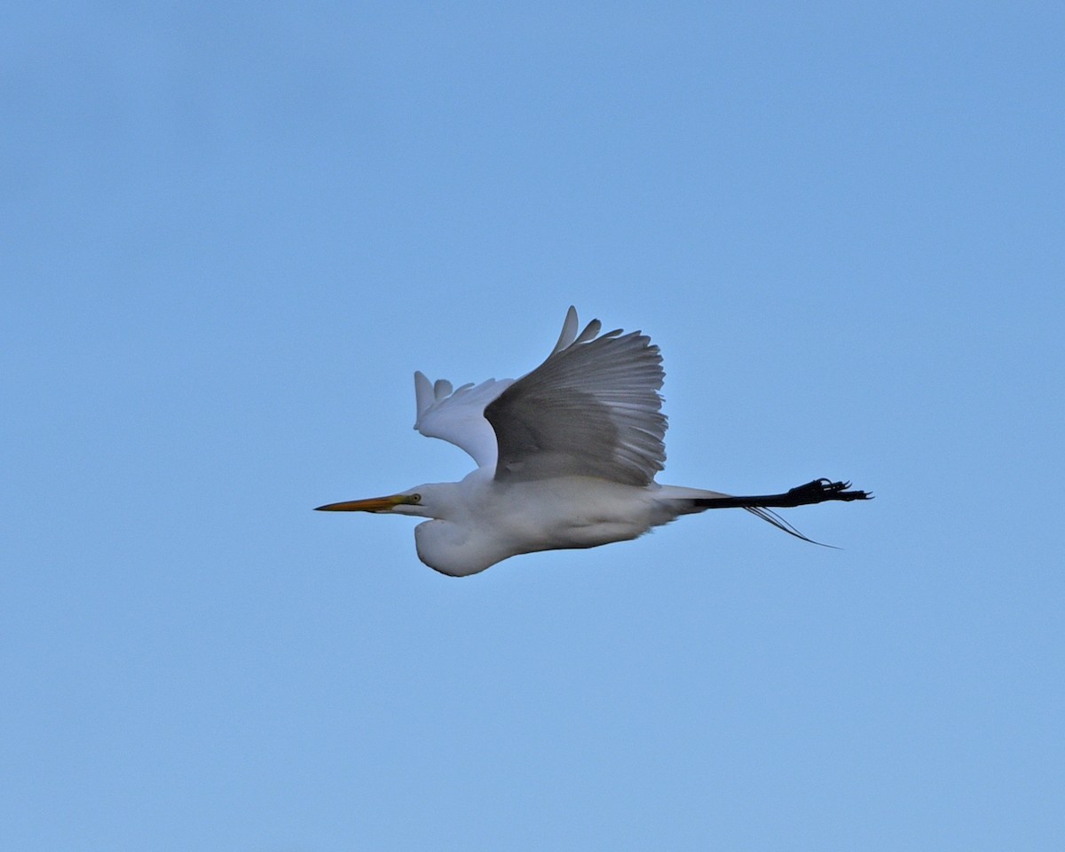 Great Egret - Timothy Barry