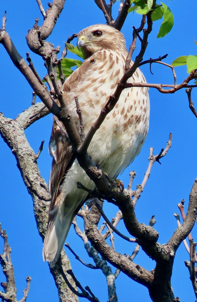 Red-shouldered Hawk - Randy Shonkwiler