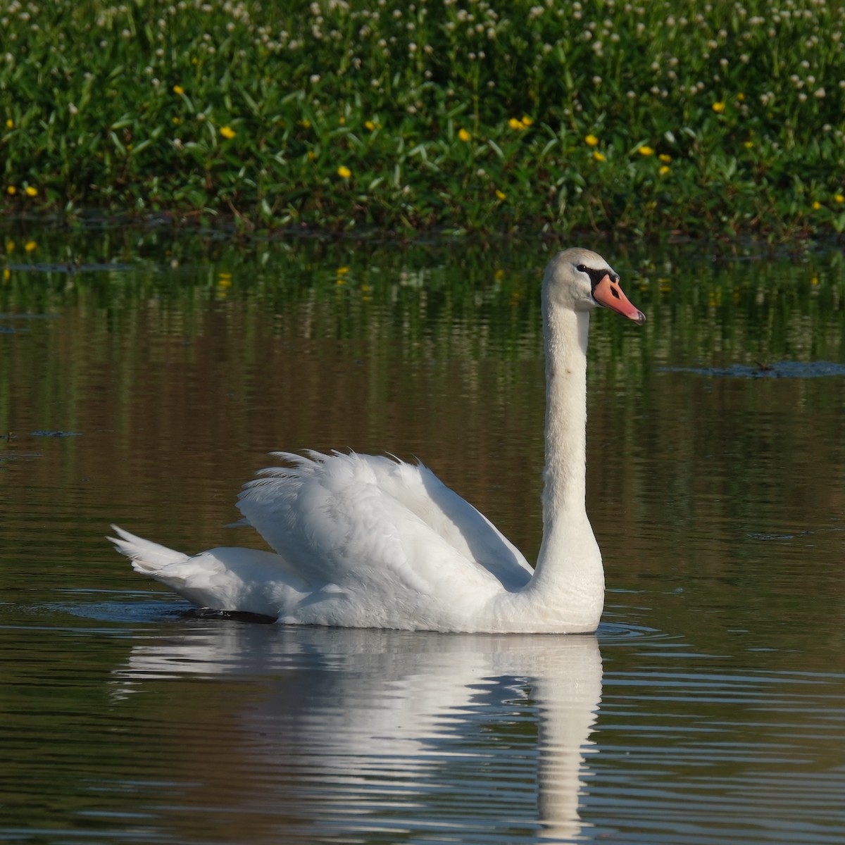 Mute Swan - ML619113358