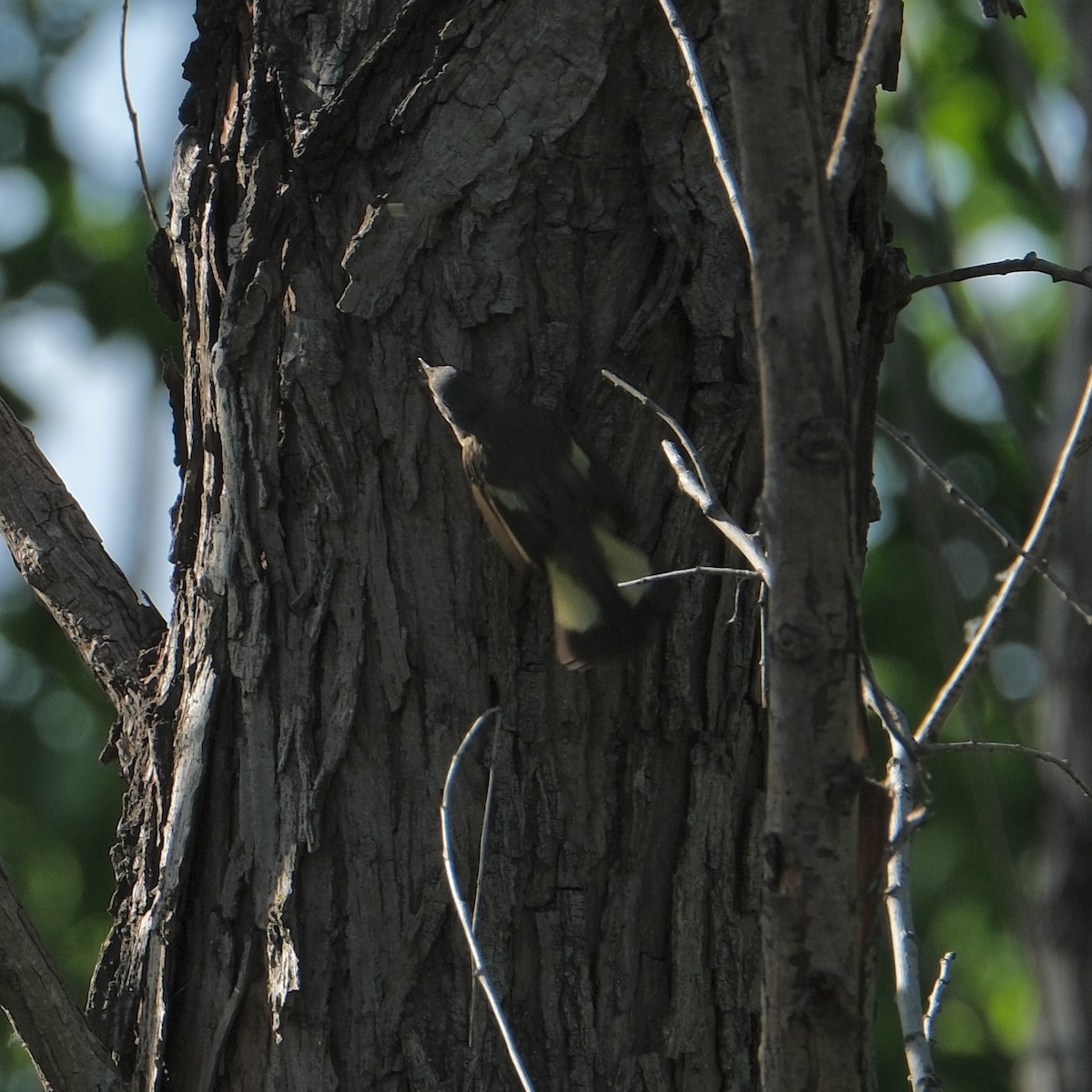 American Redstart - Thomas A Cochran