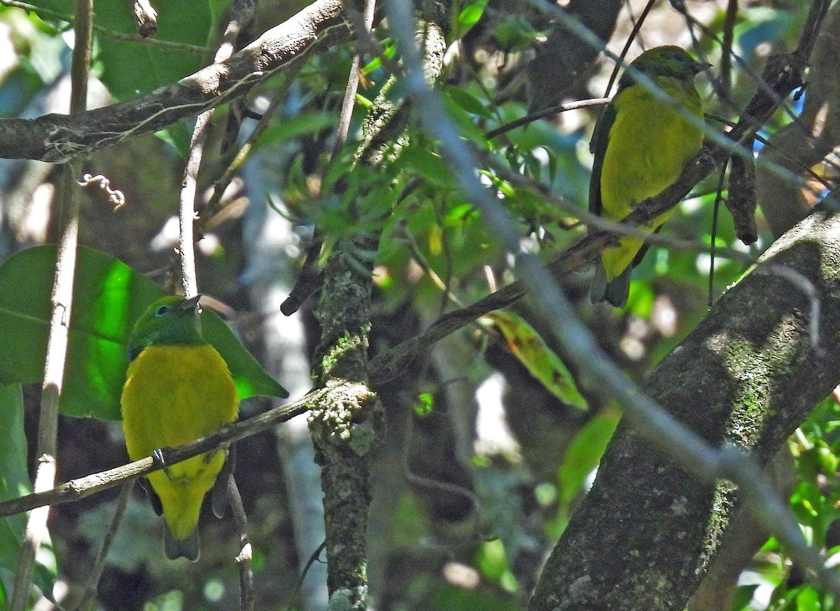 Blue-naped Chlorophonia - Hugo Hulsberg