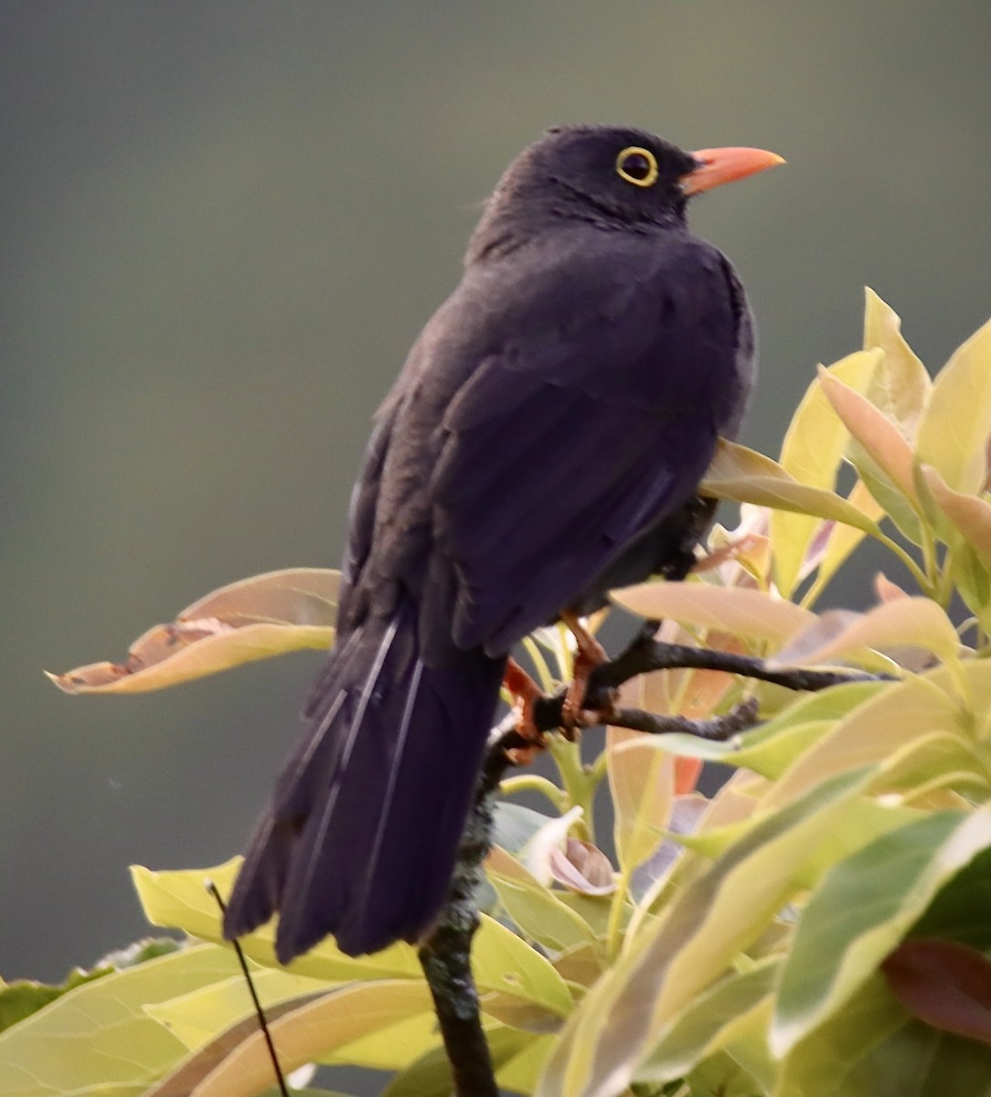 Great Thrush - Francisco Jaramillo