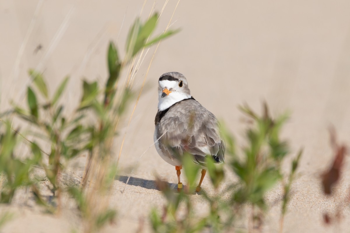 Piping Plover - Aaron Kuiper