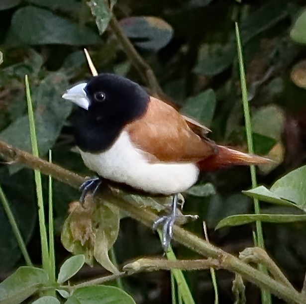 Tricolored Munia - Francisco Jaramillo