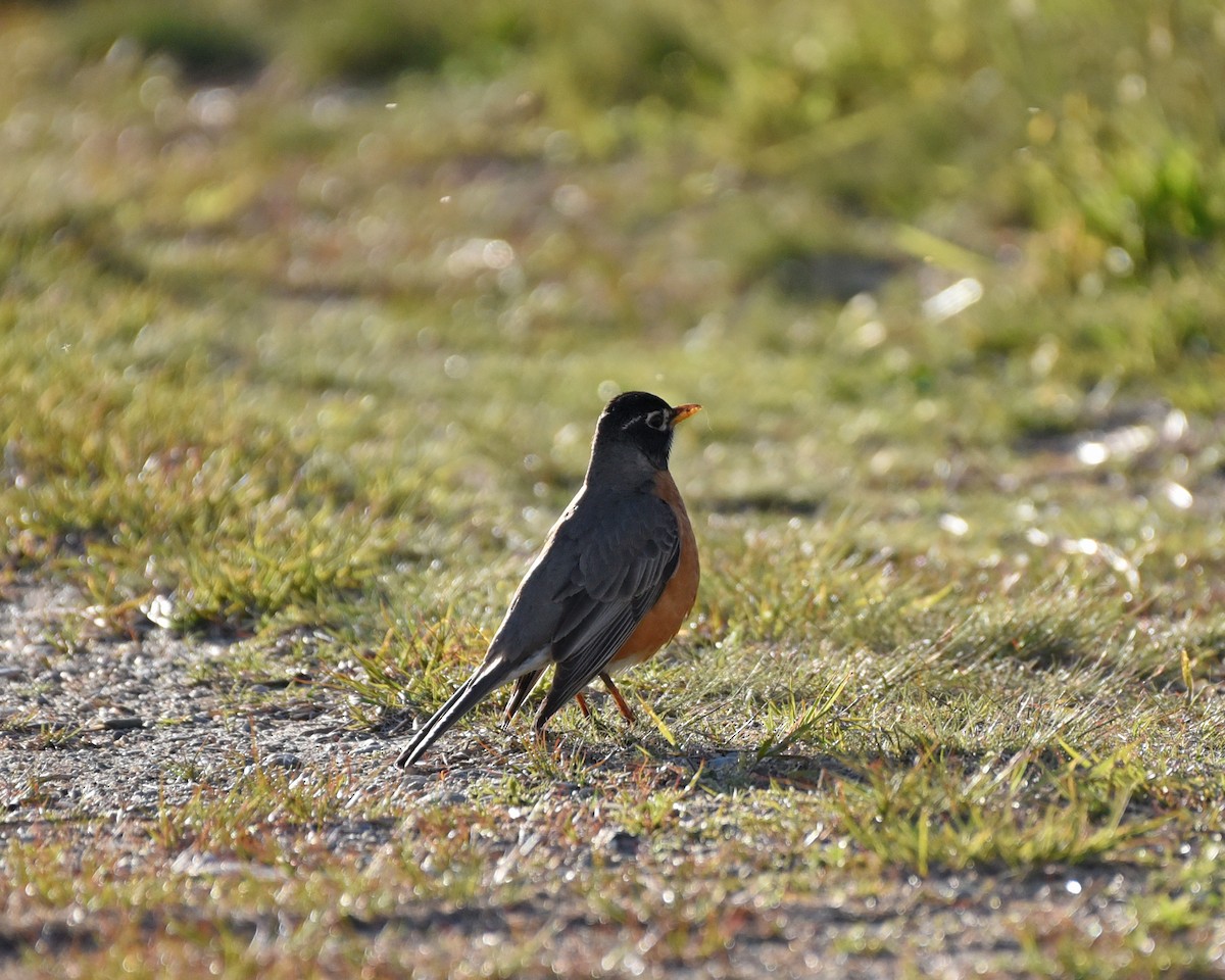 American Robin - Timothy Barry