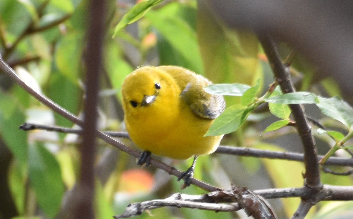 Prothonotary Warbler - Siva Gopalnarayanan