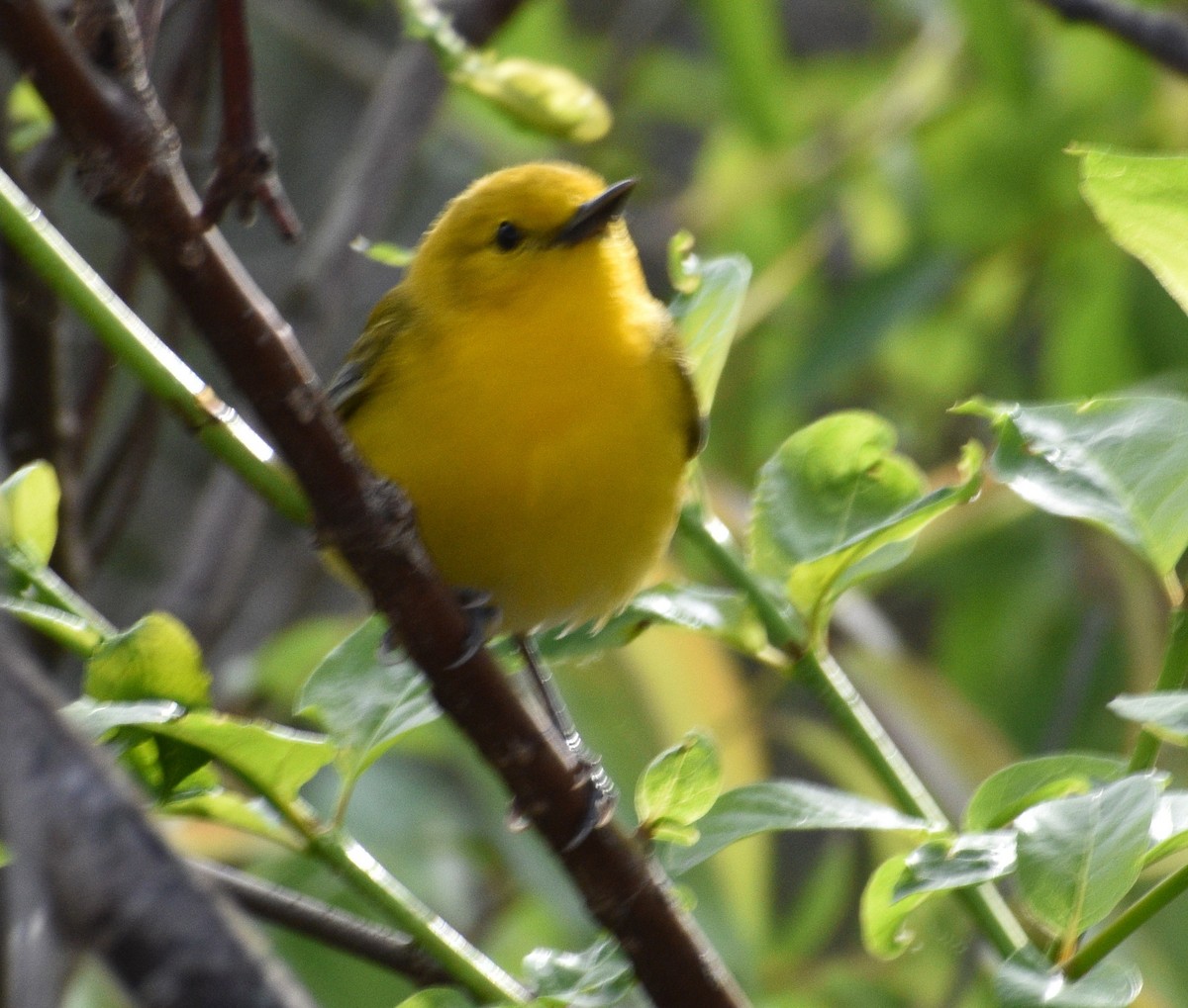 Prothonotary Warbler - Siva Gopalnarayanan