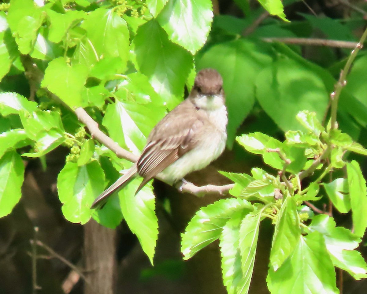 Eastern Phoebe - Randy Shonkwiler