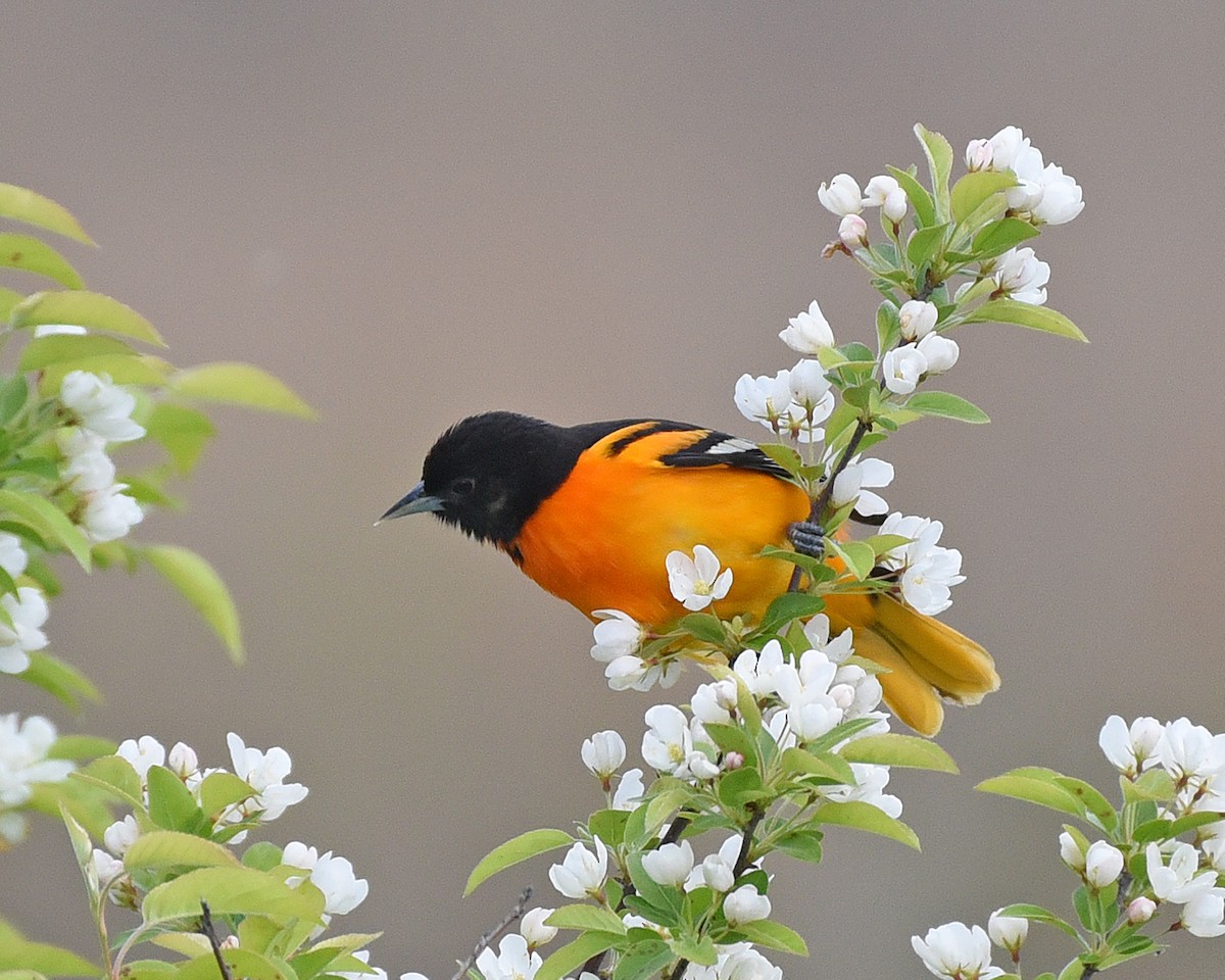 Baltimore Oriole - Timothy Barry