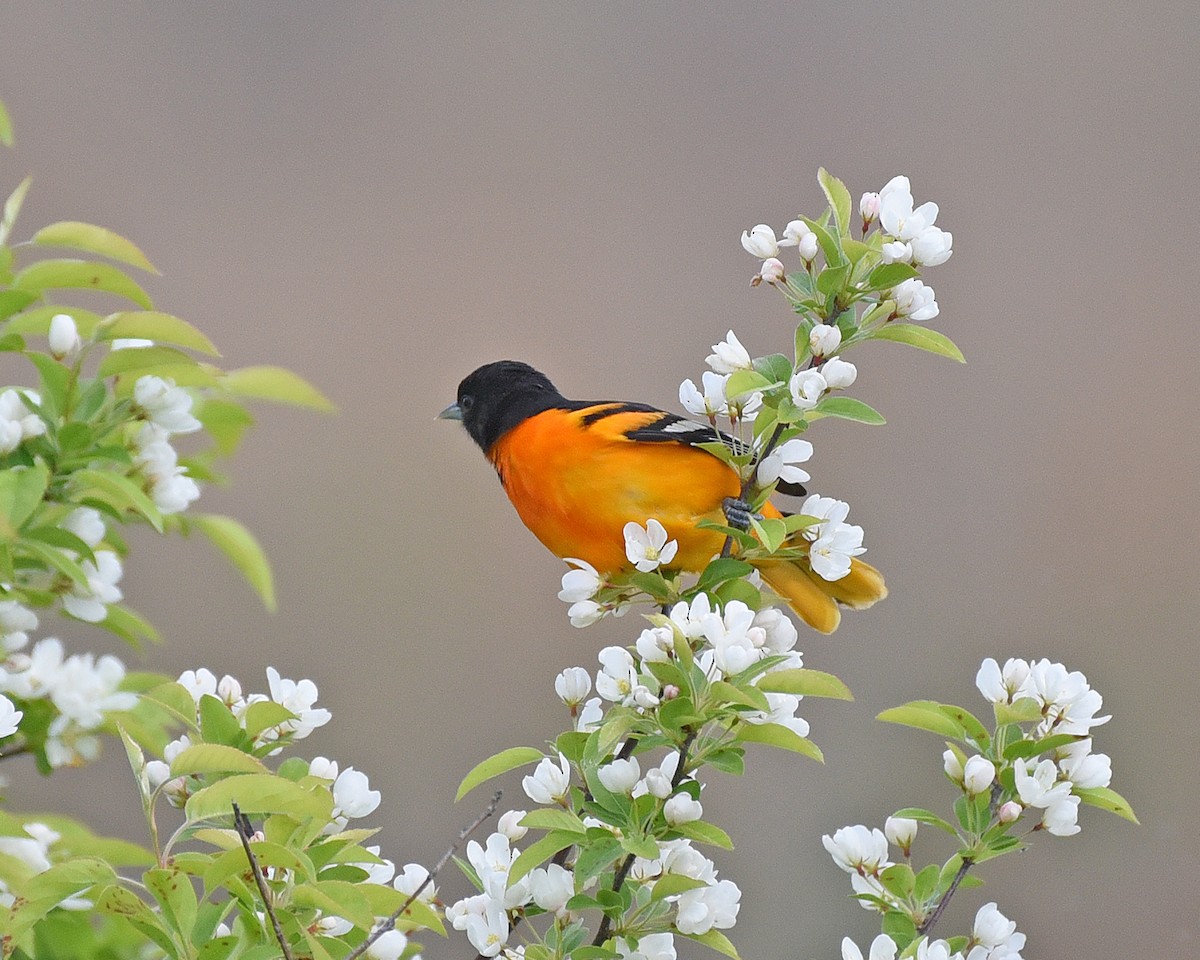 Baltimore Oriole - Timothy Barry