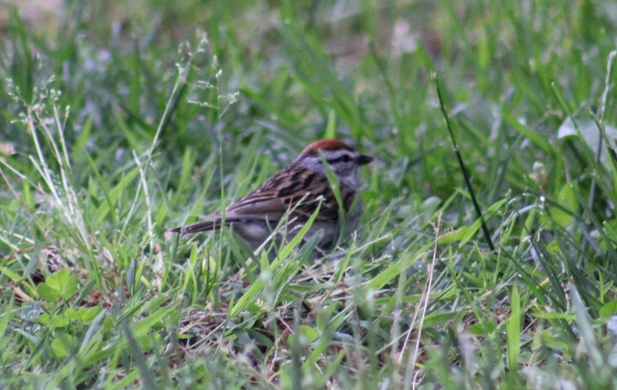 Chipping Sparrow - Deborah  Hansen