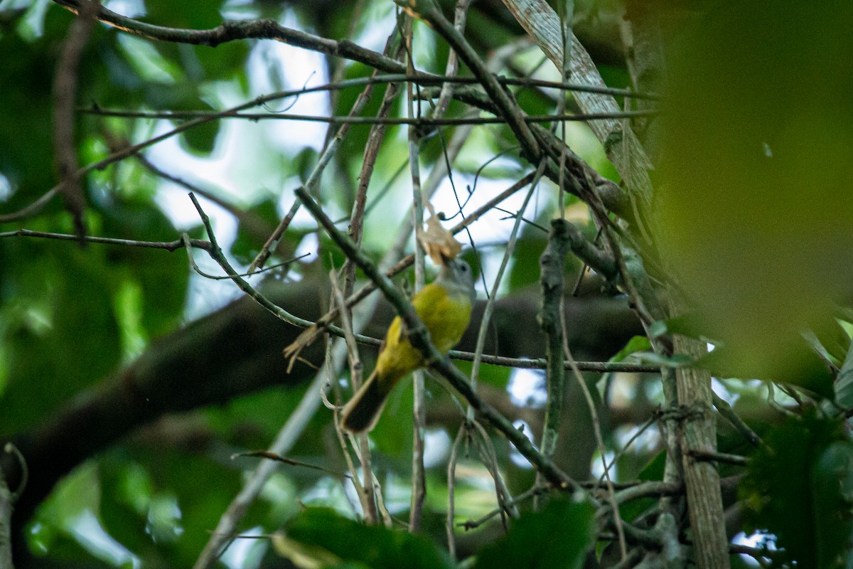 White-shouldered Tanager - Francisco Russo