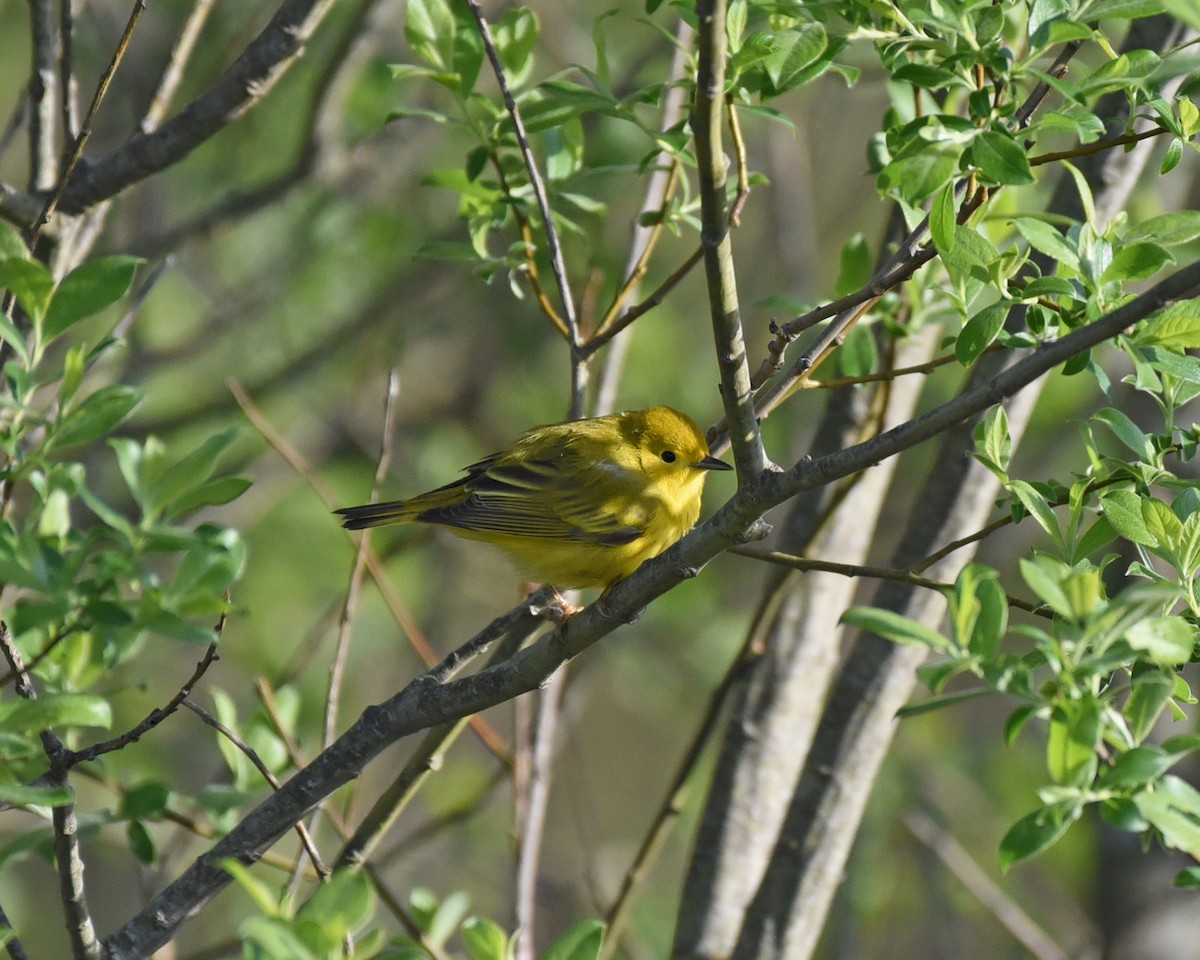 Yellow Warbler - Timothy Barry