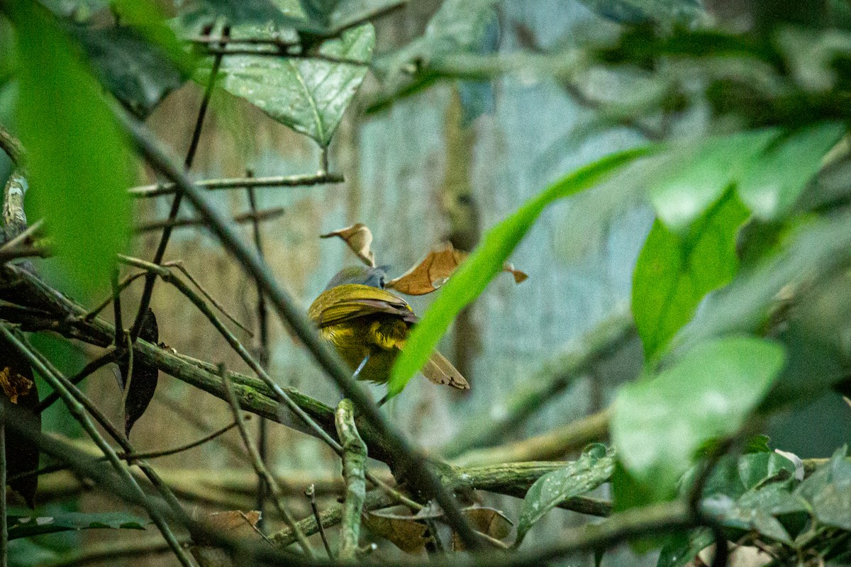 White-shouldered Tanager - Francisco Russo