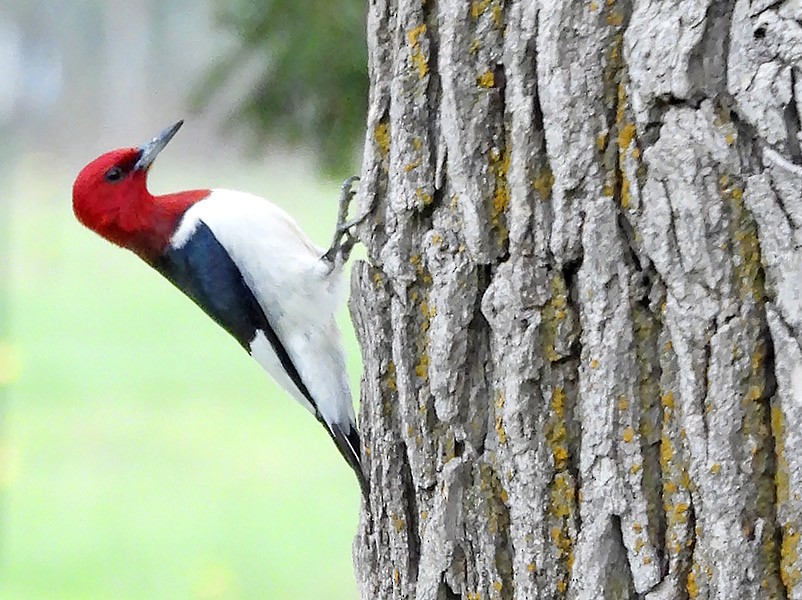 Red-headed Woodpecker - ML619113436