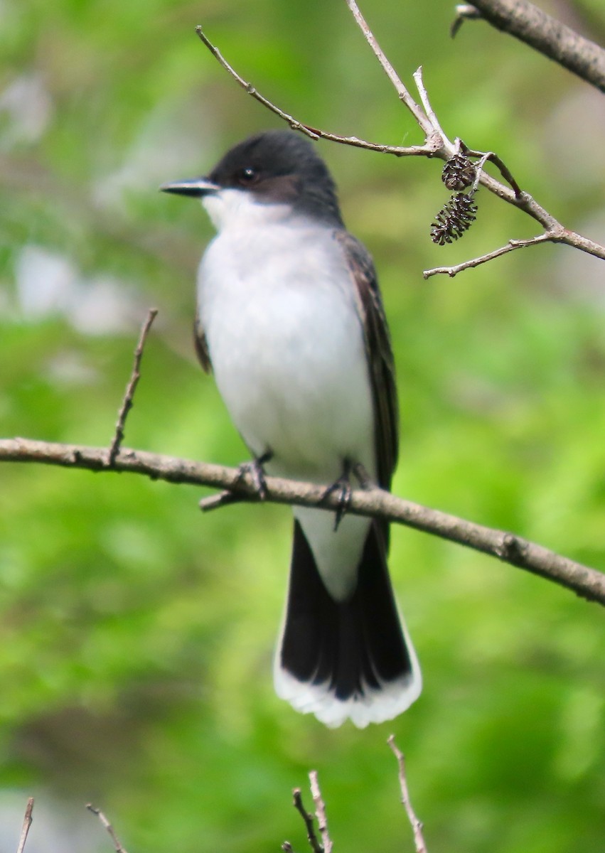 Eastern Kingbird - Randy Shonkwiler