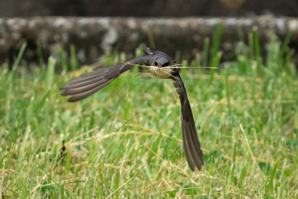 Tree Swallow - Rick Wilhoit