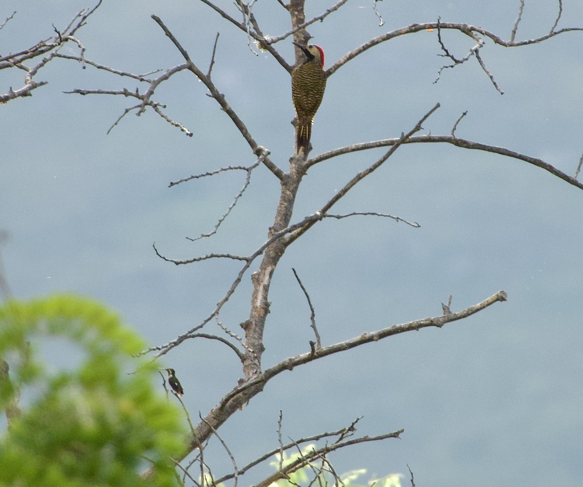 White-bellied Woodstar - Frances Oliver