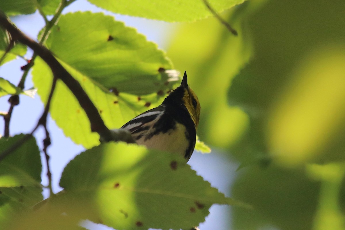 Black-throated Green Warbler - Eric DeFonso 🦑