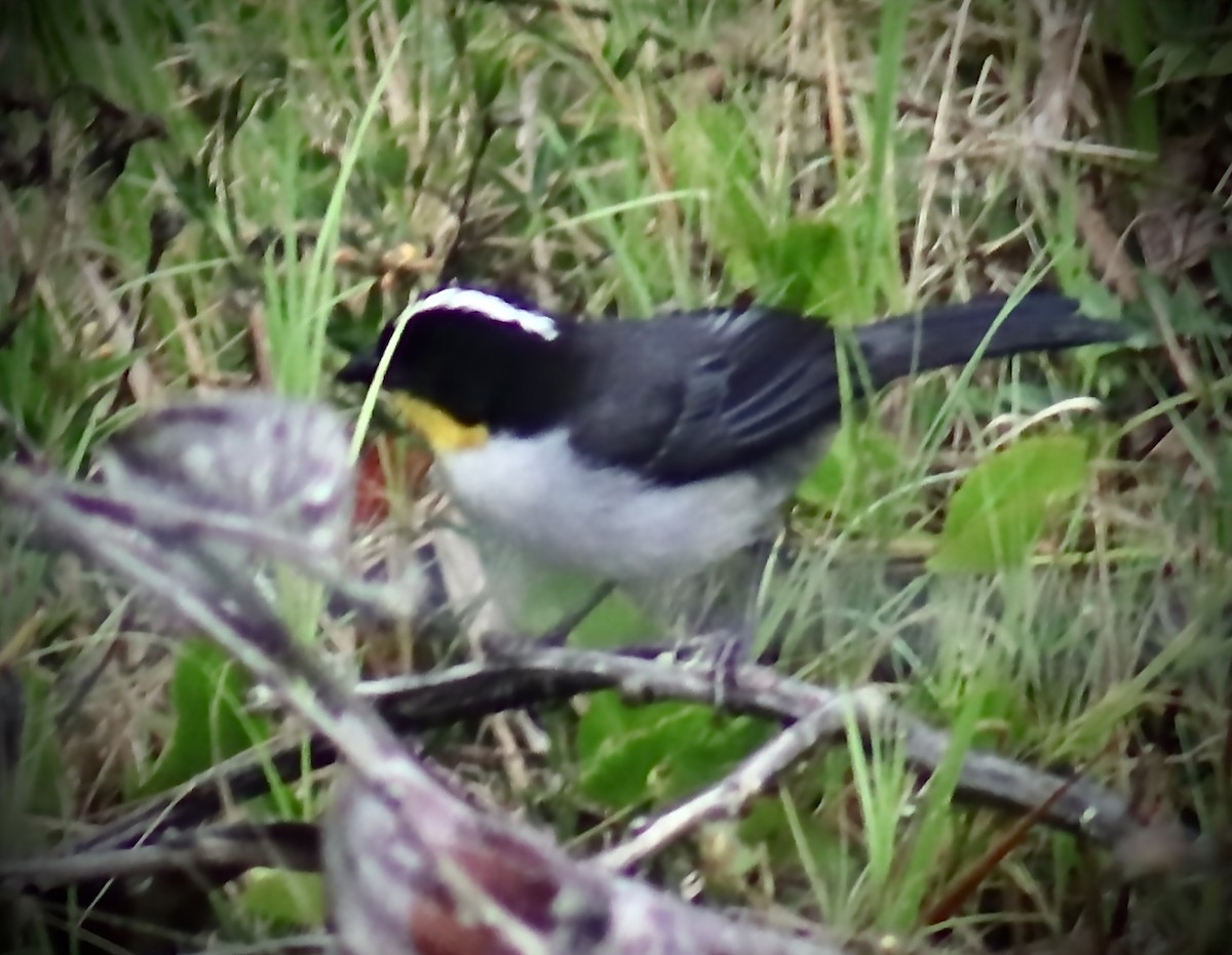 White-naped Brushfinch - Francisco Jaramillo