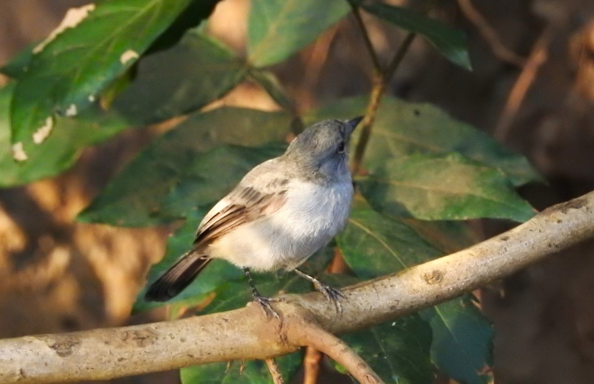 Sooty Tyrannulet - José Benito