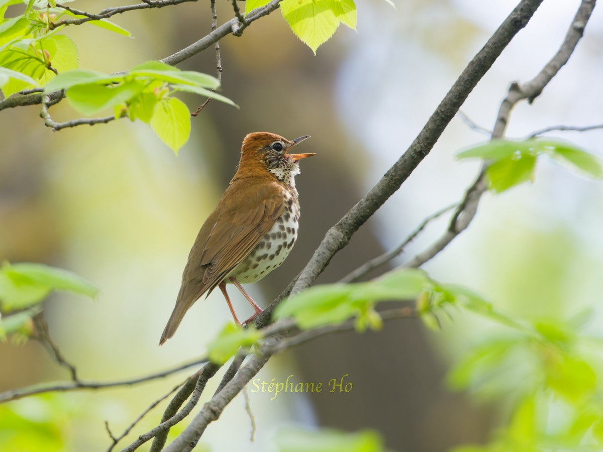 Wood Thrush - Stéphane Ho