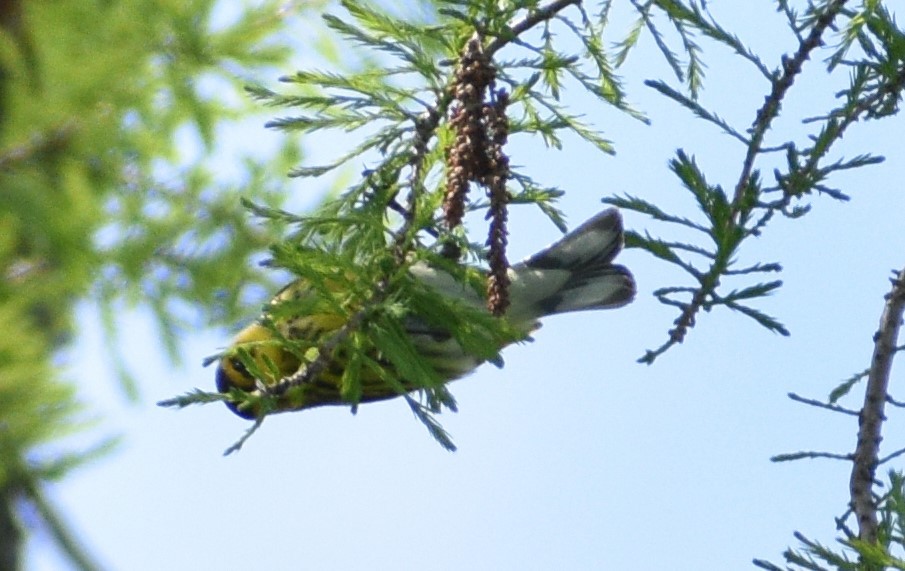 Cape May Warbler - Siva Gopalnarayanan