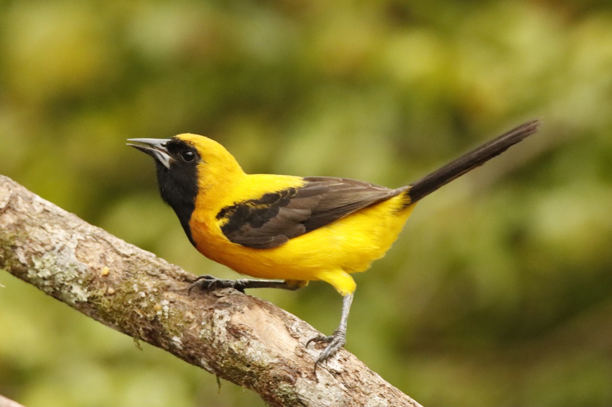 Yellow-backed Oriole - Francisco Jaramillo