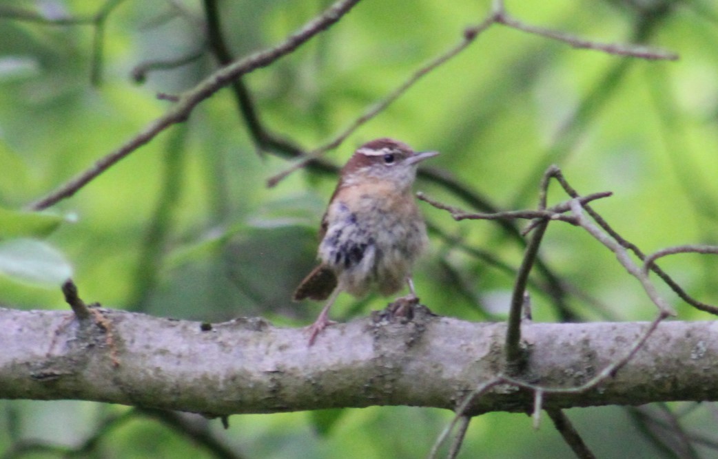 Carolina Wren - Deborah  Hansen