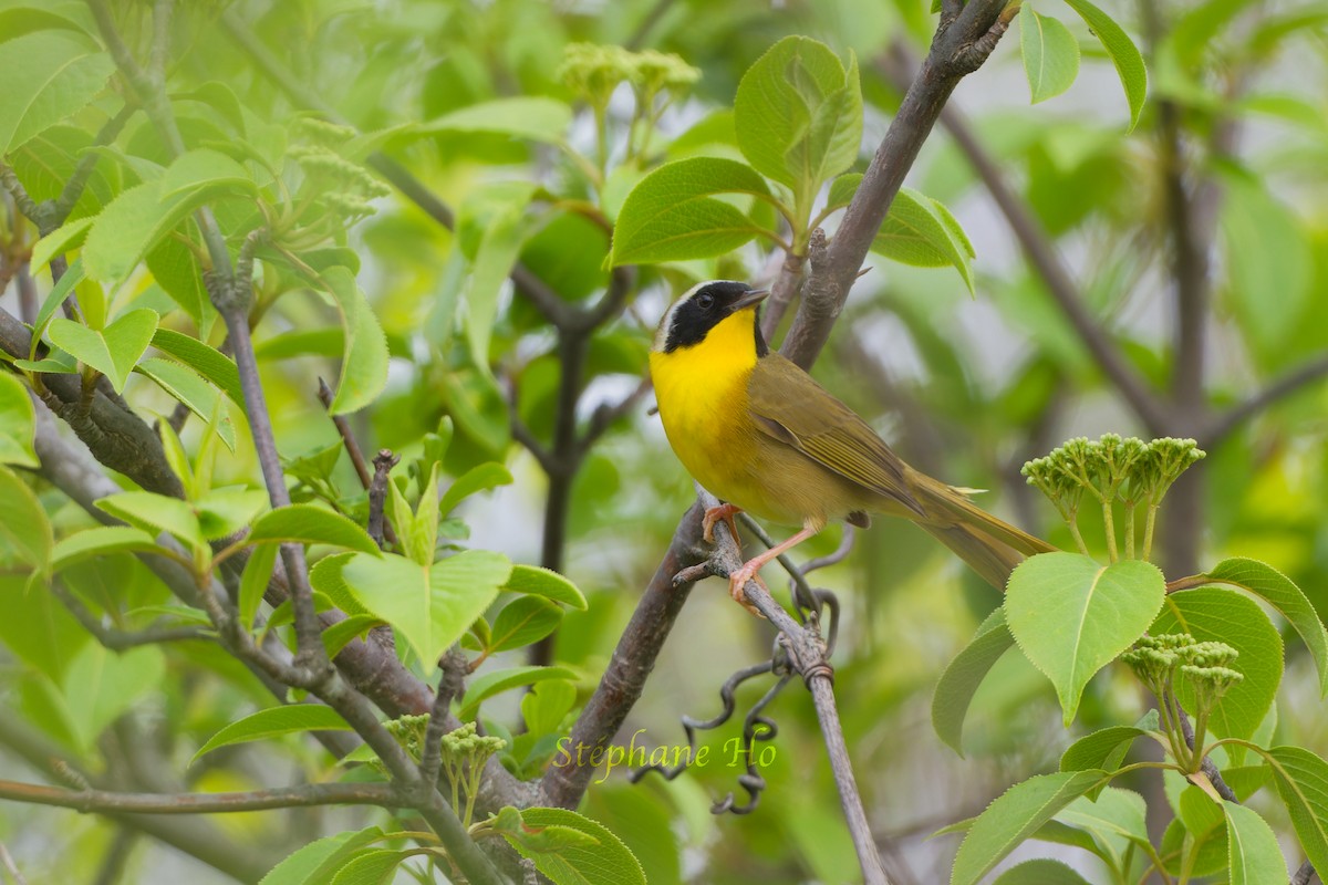 Common Yellowthroat - ML619113580